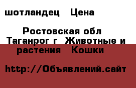 шотландец › Цена ­ 2 000 - Ростовская обл., Таганрог г. Животные и растения » Кошки   